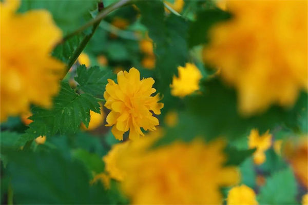 棣棠花的花语和寓意是什么?