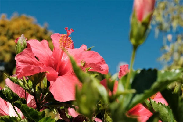 扶桑花怎么养?