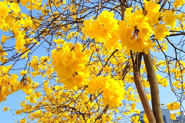 黄风铃花的花语和寓意是什么?