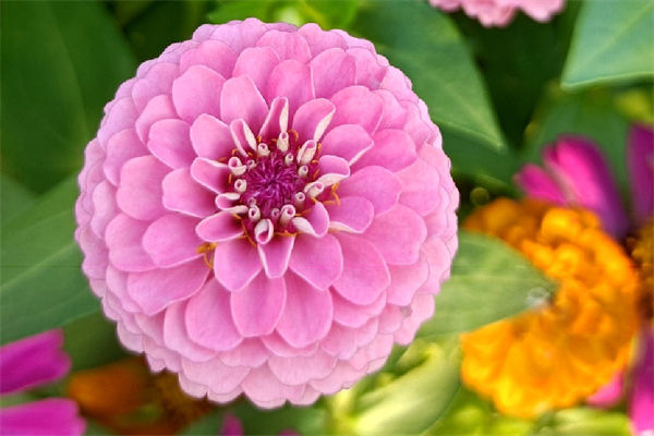 步步高升花怎么养?