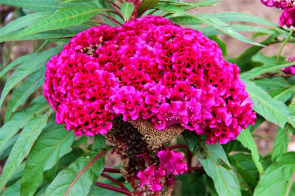 鸡冠花的花语是什么?