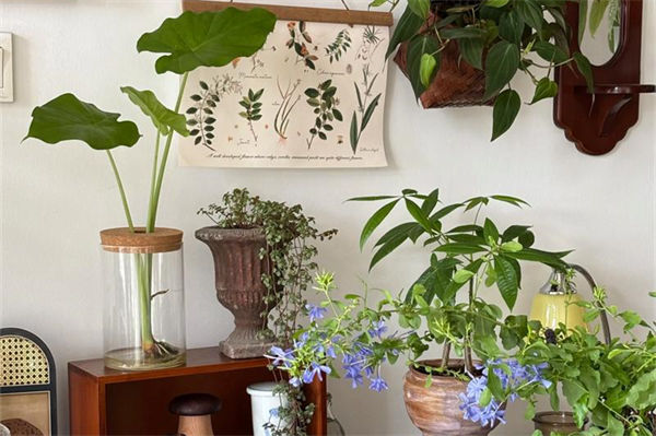 滴水观音叶子发黄怎么处理?