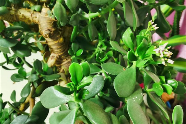 厚脸皮植物怎么养?
