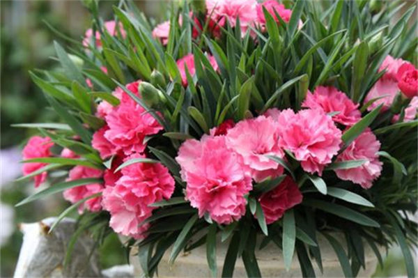 养康乃馨要注意什么?