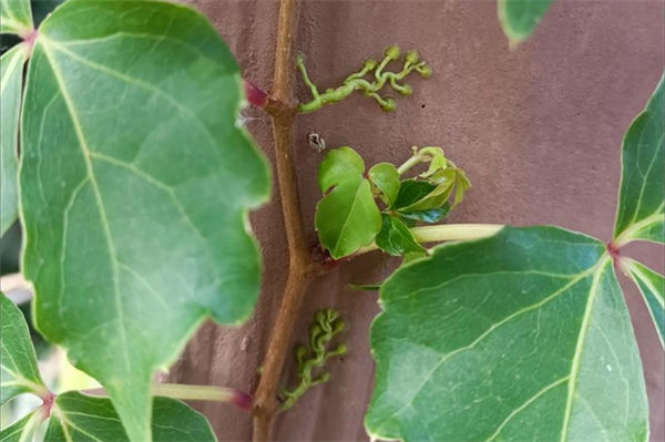 爬山虎的特点有哪些?