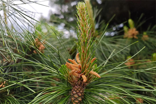 松树的作用有哪些?