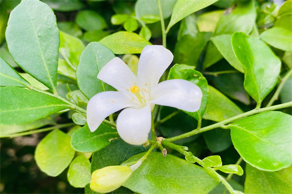 九里香花适合在室内养吗?