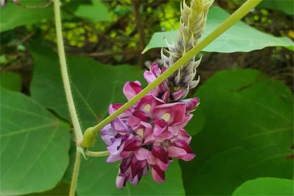 青葛花花语是什么?
