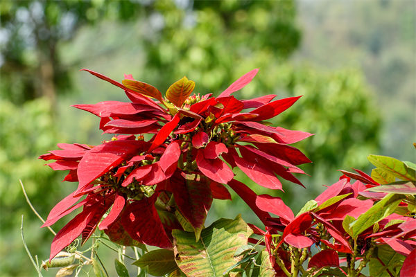 雁来红是什么花?