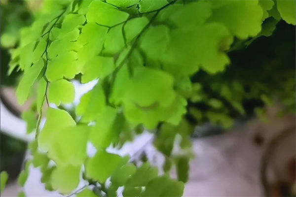 铁线蕨怎么养?