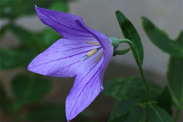 桔梗花的传说是什么?