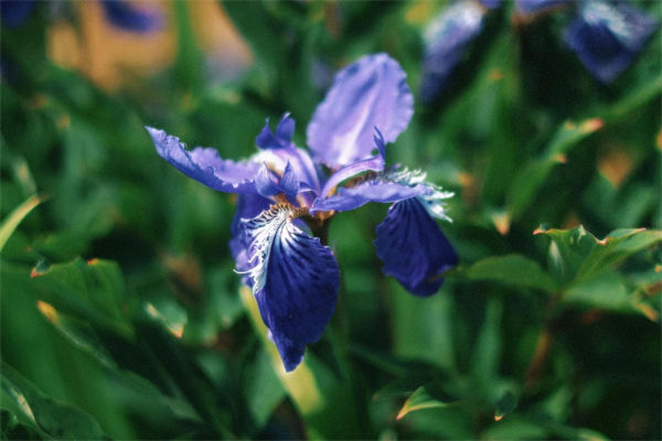 矢车菊花语是什么?