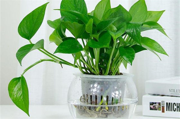 绿萝的作用有哪些?