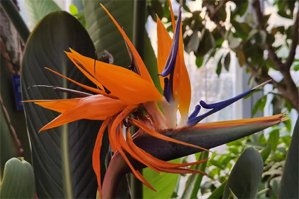 天堂鸟花语是什么?