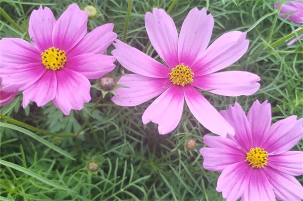 格桑花花语是什么?