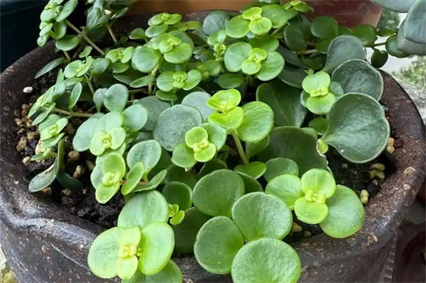 圆叶景天怎么养?