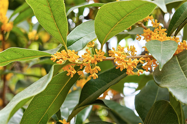 桂花树几月开花?