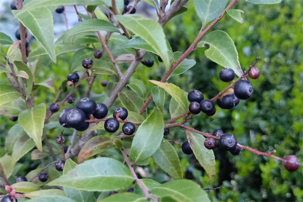 南烛的花语是什么?