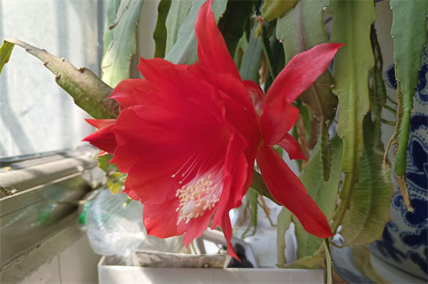 令箭荷花的养殖方法是什么?