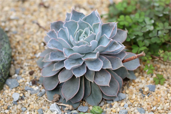 多肉怎么养的又肥又胖?