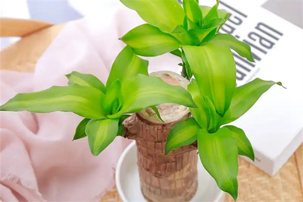 巴西木叶子发黄怎么办?