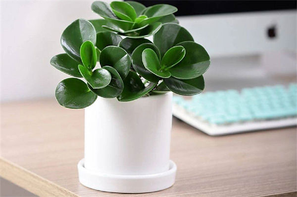 电脑宝贝怎么养?