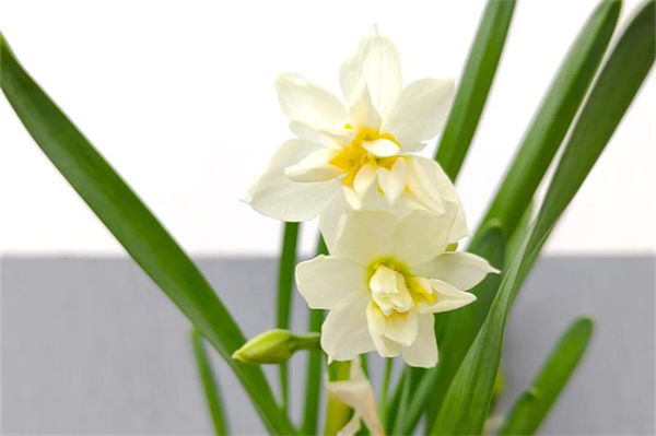 水仙花开完花以后怎么处理?