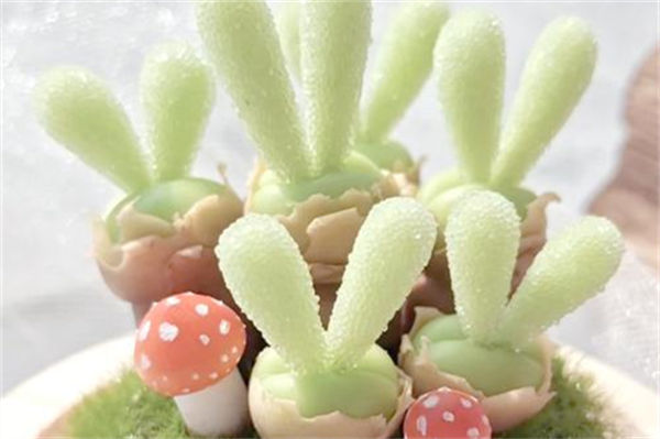 碧光环怎么保持短耳朵?