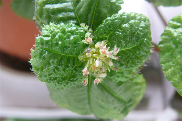 吸毒草有什么特点?