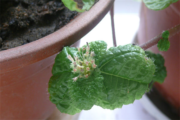 吸毒草有什么特点?