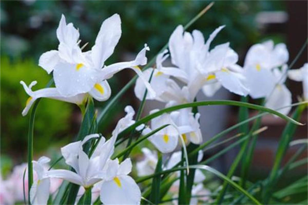 卡萨布兰卡花的花语是什么?