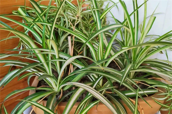 金心吊兰怎么养?