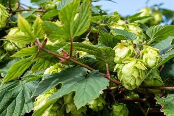 啤酒花是什么?