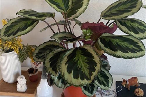 紫背竹芋好养吗?