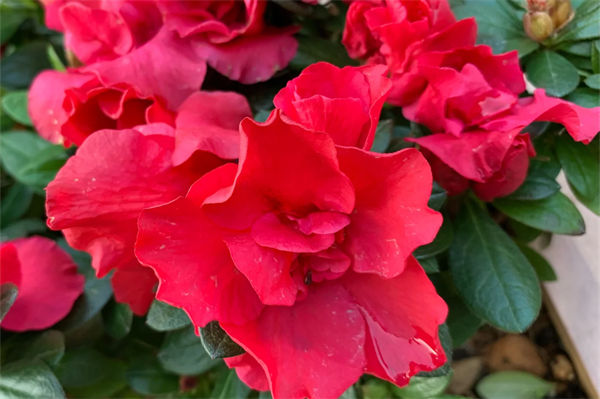 比利时杜鹃难养吗?