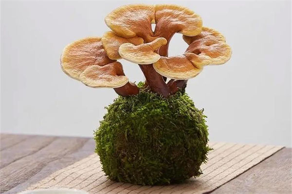 灵芝盆景要注意什么?